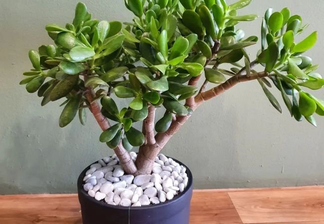 Gardener’s Guide to Crassula Ovata: Best Practices for Jade Plant Care