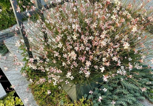 Gaura: Your Guide to a Vibrant and Elegant Garden