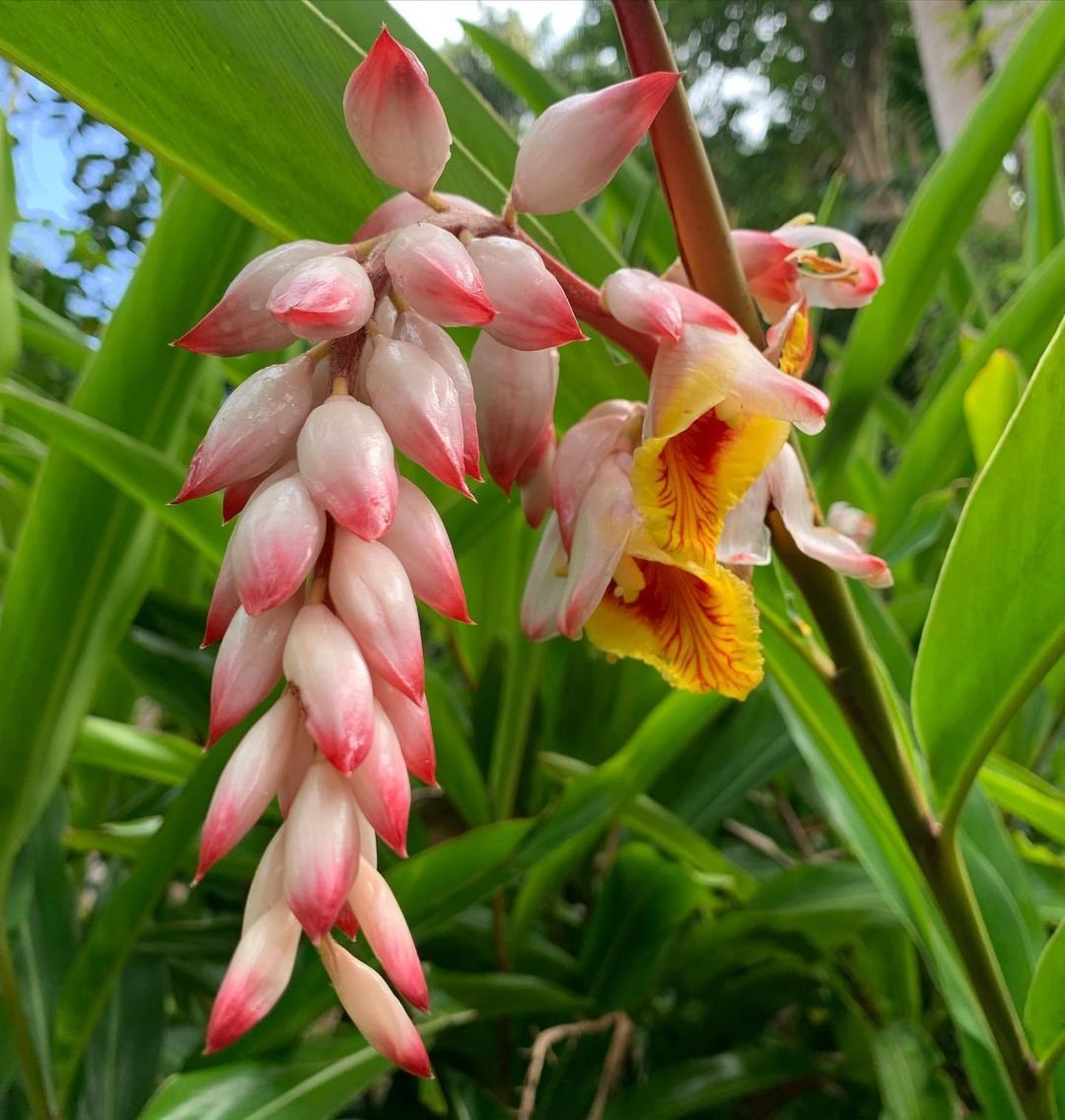 A close-up image of a ginger flower with a vibrant yellow and pink center.

