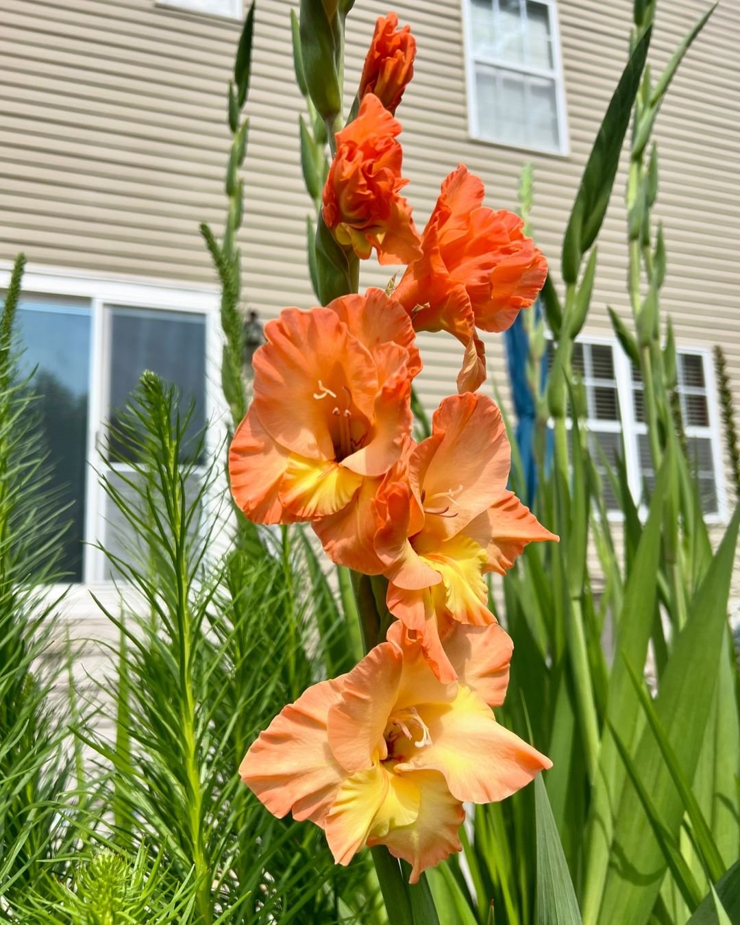Orange Gladiolus flower blooming in front of a house.