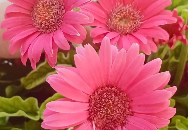 Growing Gerbera Daisies: A Comprehensive Care Guide