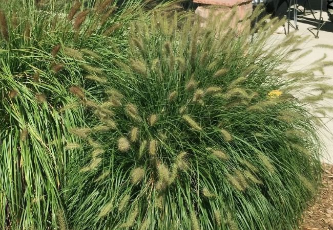 Hameln Dwarf Fountain Grass: The Perfect Addition to Your Garden