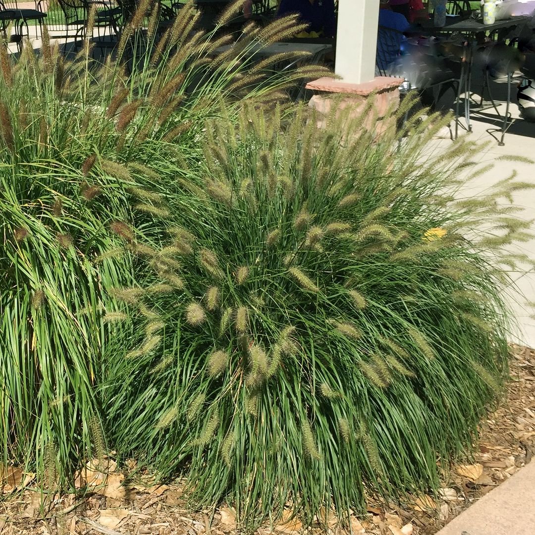 A Hameln Dwarf Fountain Grass plant with green grass in front of a building.