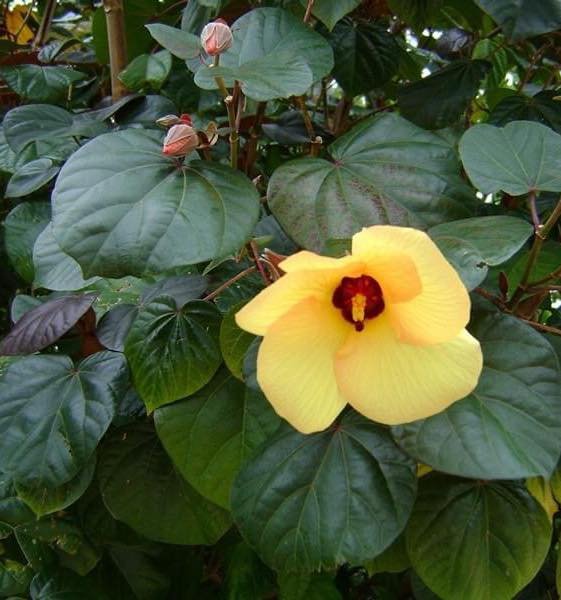 Yellow Hau flower with green leaves and red petals.