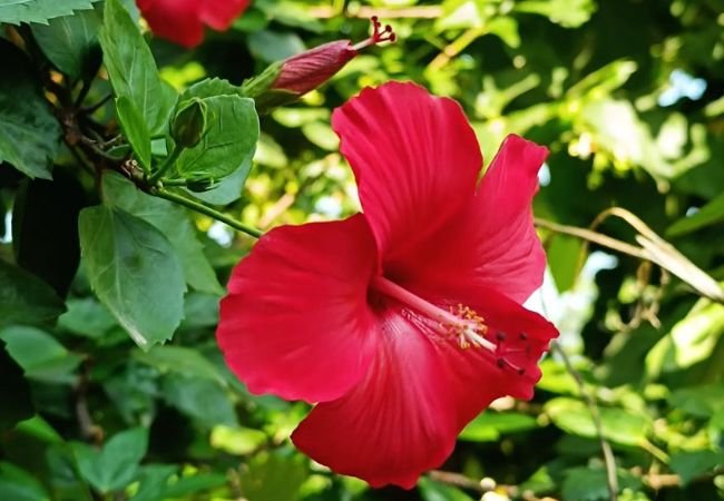 30 Hawaiian Flowers: Names, Pictures and Fun Facts