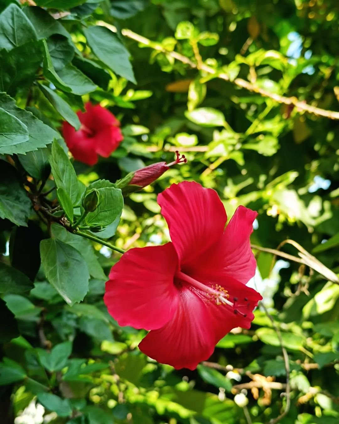 A vibrant red Hibiscus flower in Hawaiian Flowers full bloom, basking in the warm sunlight.

