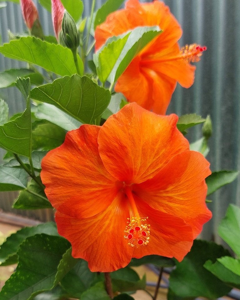 A vibrant orange Hibiscus flower stands out in the center of a lush green plant.
