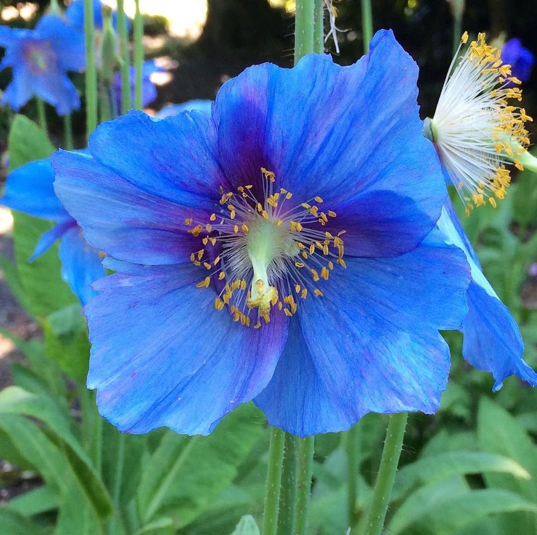 lue Himalayan Poppy (Meconopsis betonicifolia) - a stunning flower with vibrant blue petals, native to the Himalayas.