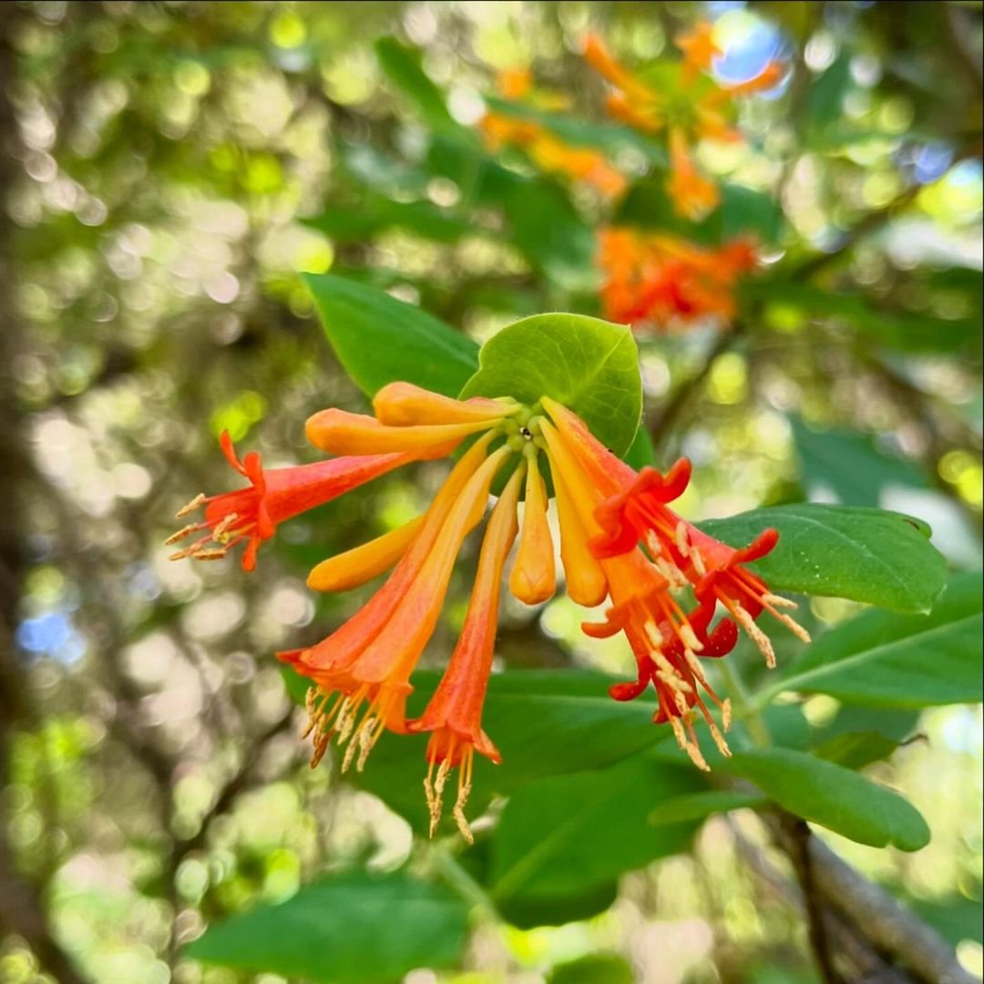 Close-up of vibrant red and orange Orange Honeysuckle flower.