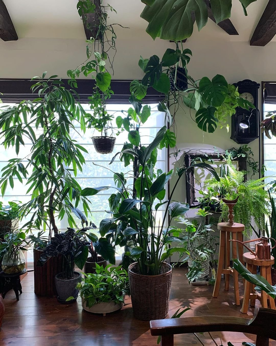 A room filled with various plants and furniture, creating a cozy and green environment.