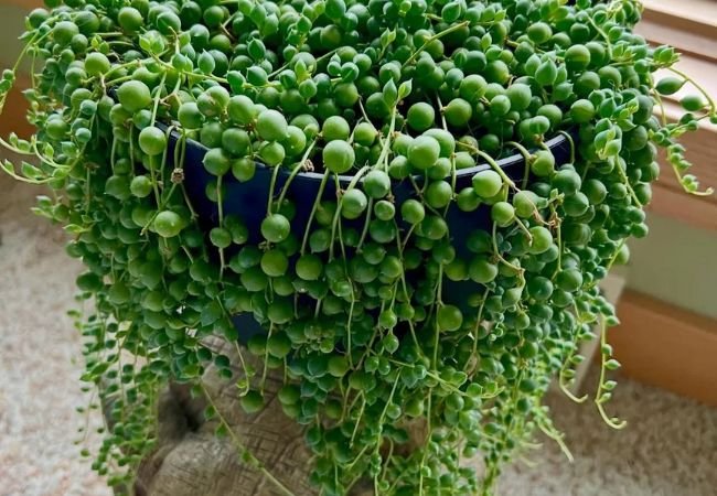 How to Grow & Care for String of Pearls: A Complete Guide