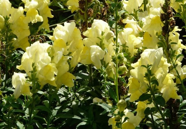 How to Grow Snapdragons: A Comprehensive Guide for Vibrant Blooms
