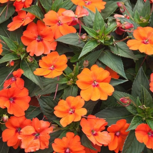 Orange Impatiens (Impatiens walleriana) - vibrant orange flowers with green leaves.


