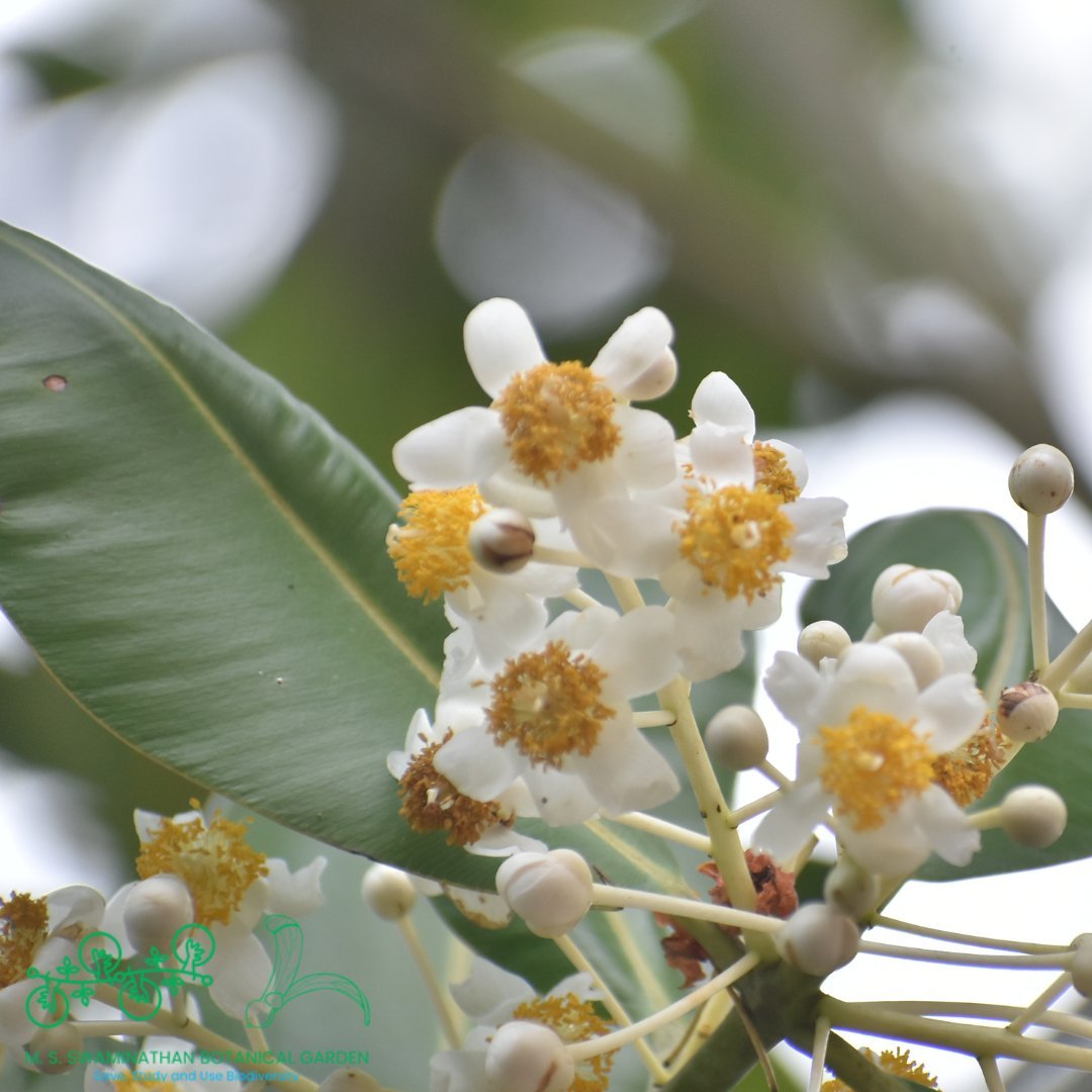 White and yellow Kamani tree flowers.