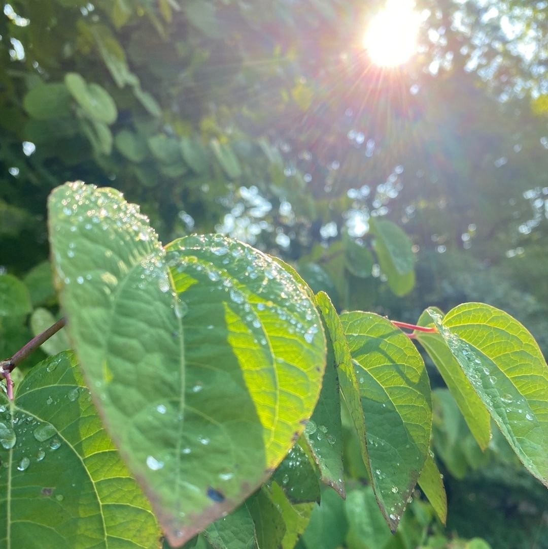 Sunlight filtering through Katsura-shaped tree leaves.