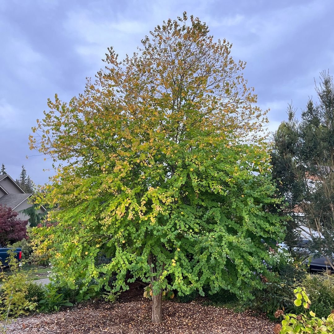 A Katsura tree with yellow and green leaves, showcasing its distinct leaf shape.