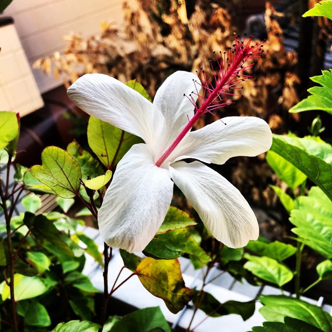 A Koki'o Ke'oke'o flower, also known as Hibiscus arnottianus, stands out in a garden with its white petals and red center.

