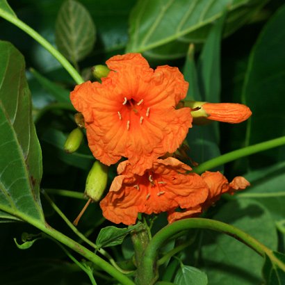 Orange flowers growing on a Kou tree (Cordia subcordata).

