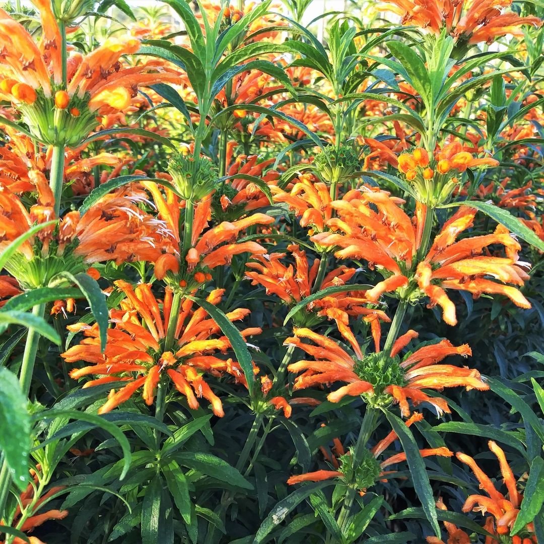 Vibrant orange Leonotis flowers blooming in a garden.