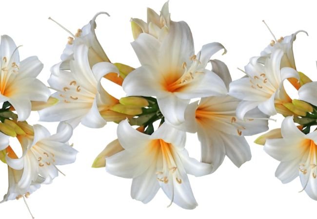 Lilies (Lilium): The Ultimate Guide to Growing Stunning Lilies in Your Garden