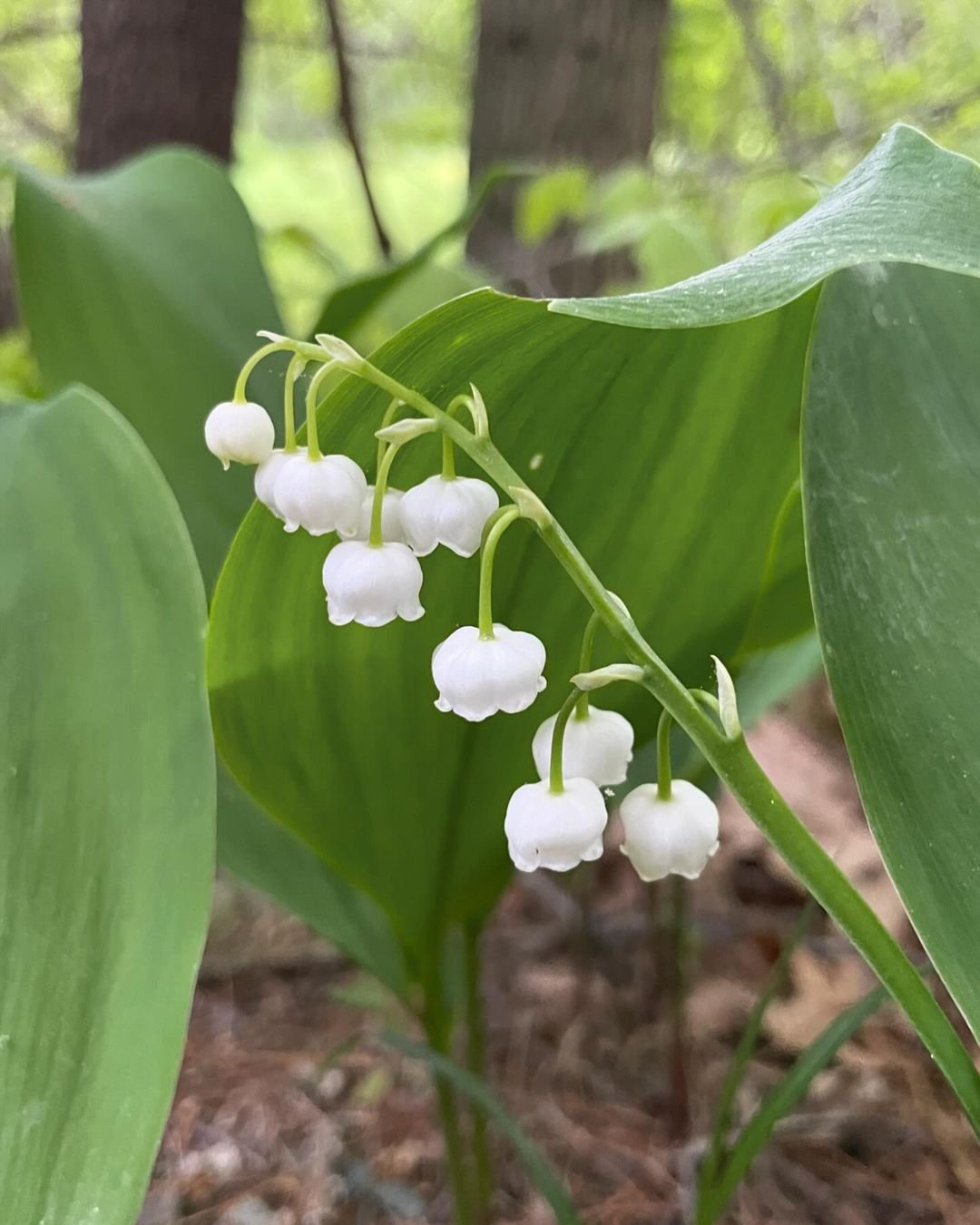 Delicate white bell-shaped flowers of Lily of the Valley plant with green leaves on a blurred background.