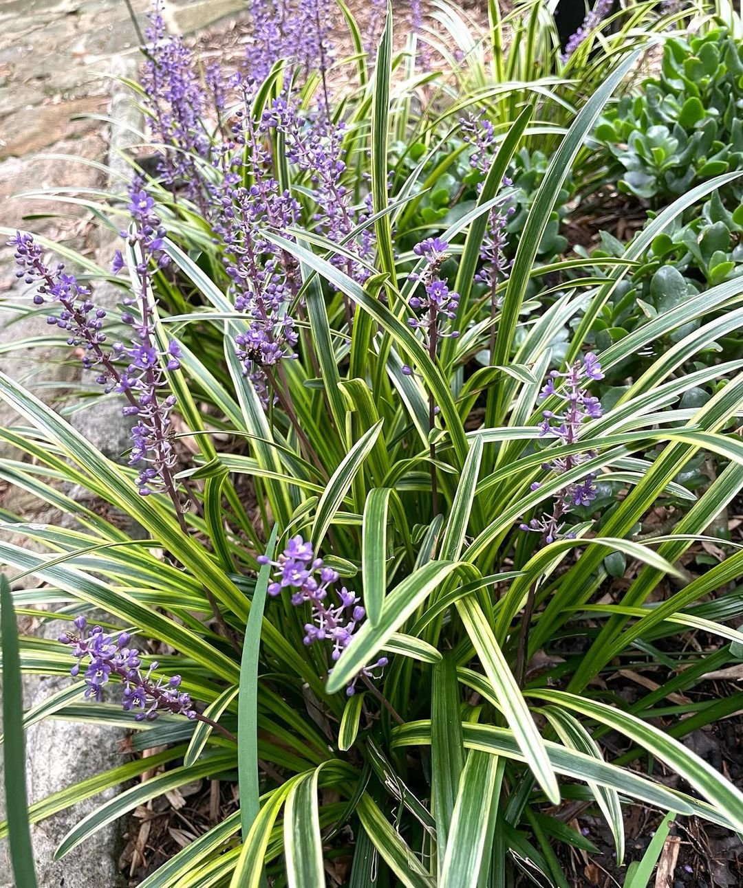 A Liriope muscari plant with vibrant purple flowers and lush green leaves.