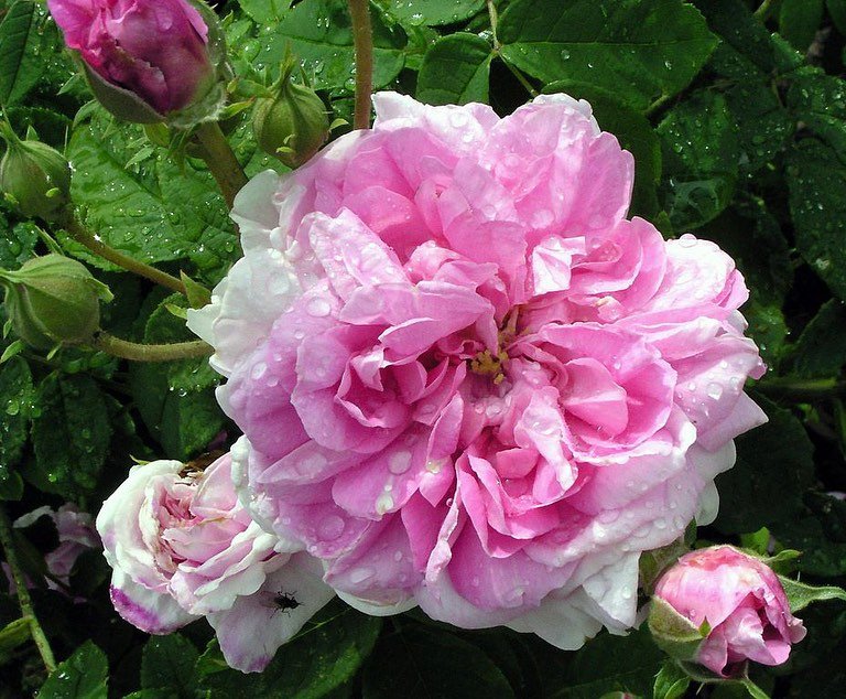 A Lokelani rose, Rosa damascena, showcasing its beauty with pink petals, lush green leaves, and glistening water droplets.
