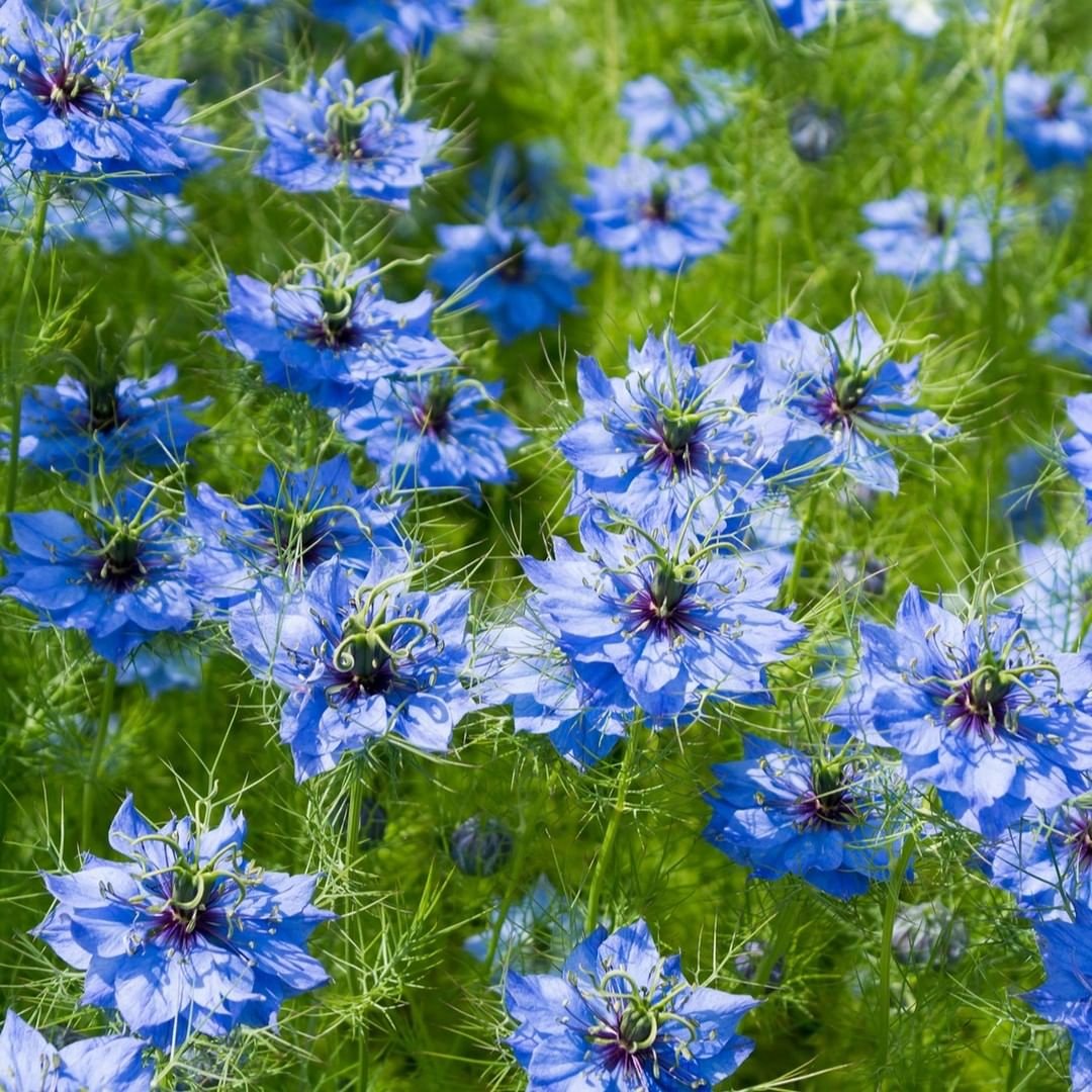 Love-in-a-Mist (Nigella damascena): A delicate blue flower with feathery foliage, adding charm to any garden.

