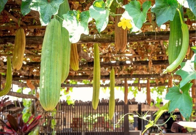 How to Grow Luffa in Your Garden: A Complete Guide
