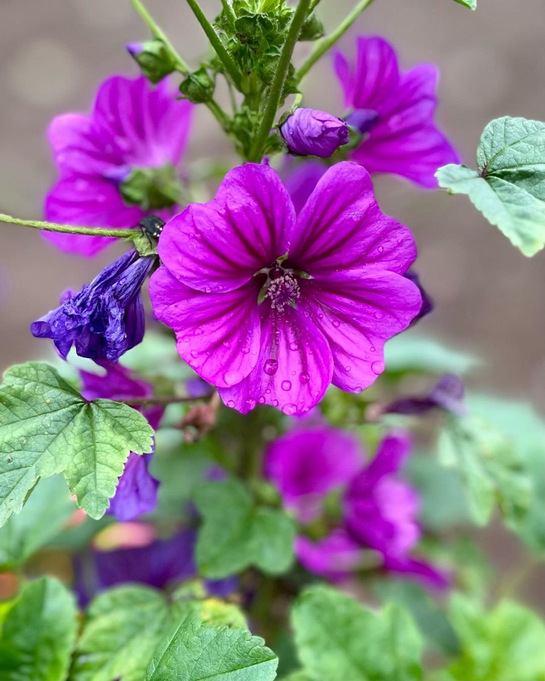 Purple Malva flowers with green leaves in a garden.