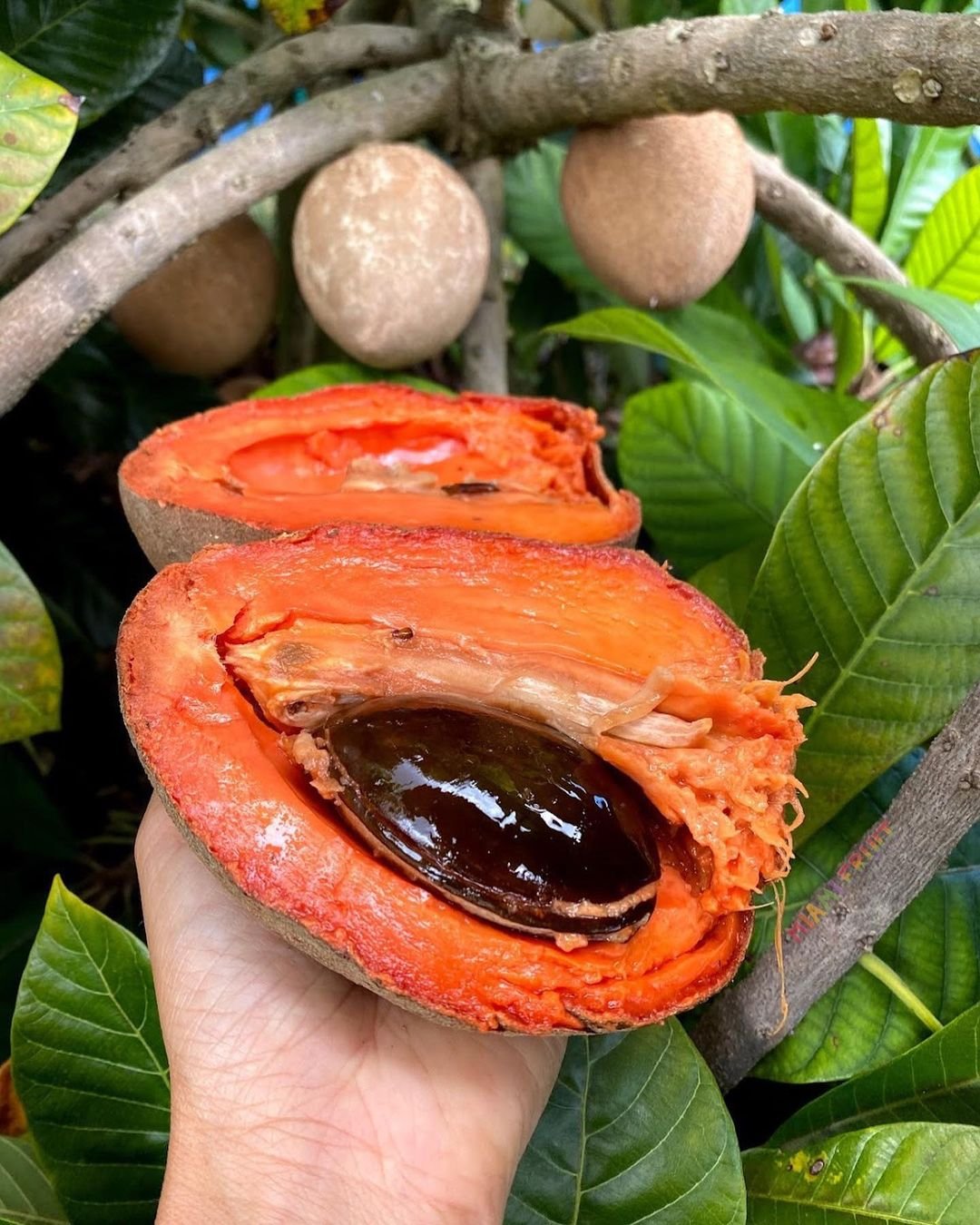A Mamey Sapote fruit being held by an individual.