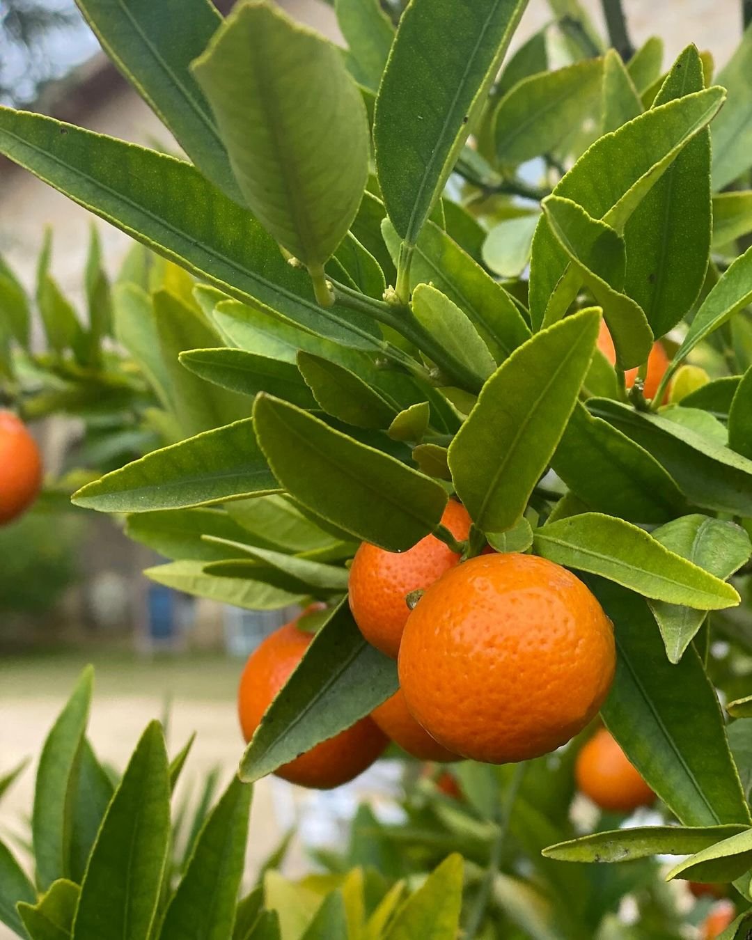 Mandarin orange tree with ripe fruit hanging on the branch.