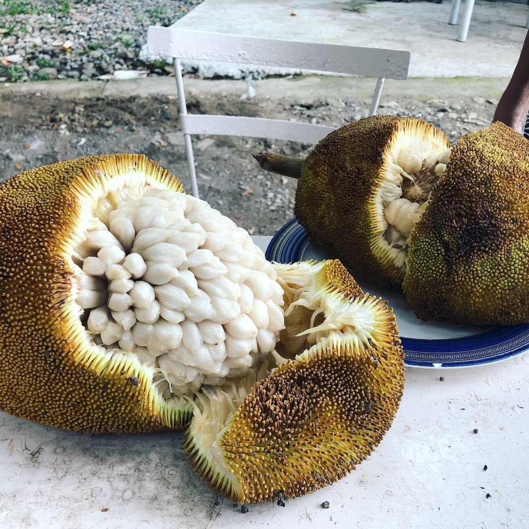 Image of a Marang fruit, showing its white center.