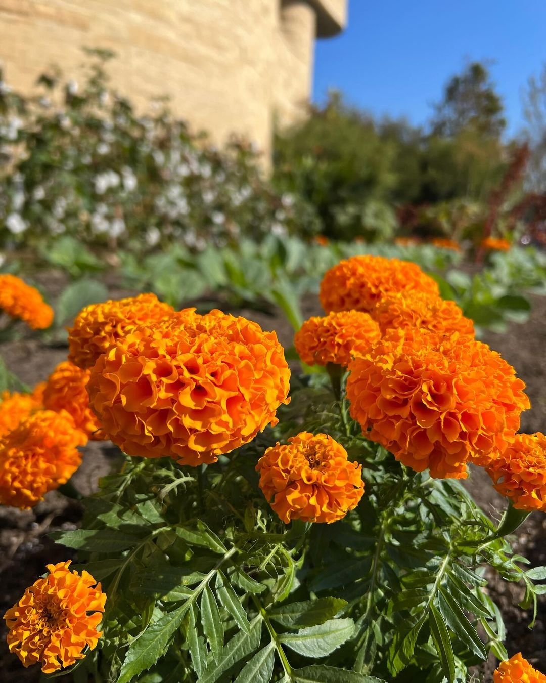 Marigold (Tagetes spp.) - vibrant orange and yellow flowers with dark green foliage.
