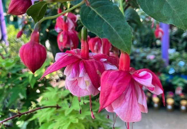 Mastering the Art of Growing Fuchsias: Expert Tips for Stunning Blooms