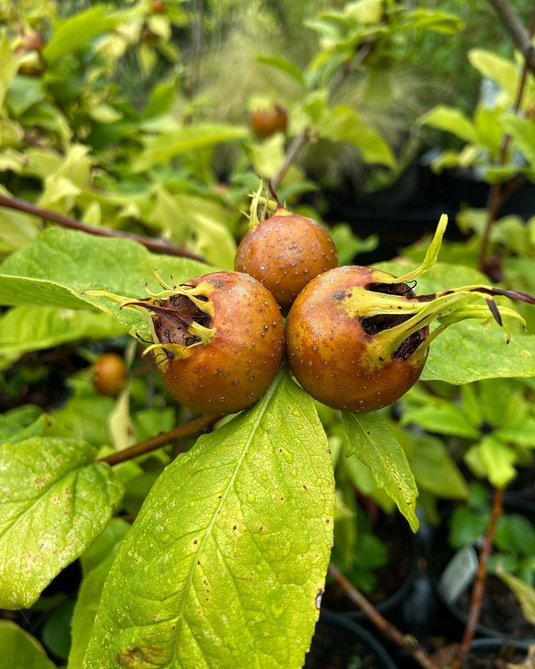 A Medlar plant bearing three ripe fruits, showcasing its unique appearance and delicious harvest.

