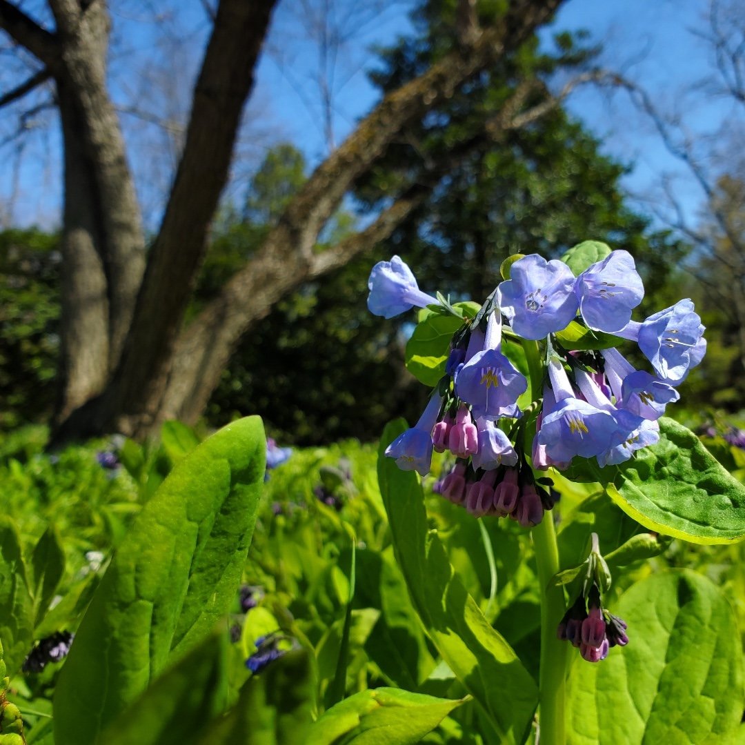 A Virginia Bluebell, Mertensia, stands in a woodland setting with a tree in the background.

