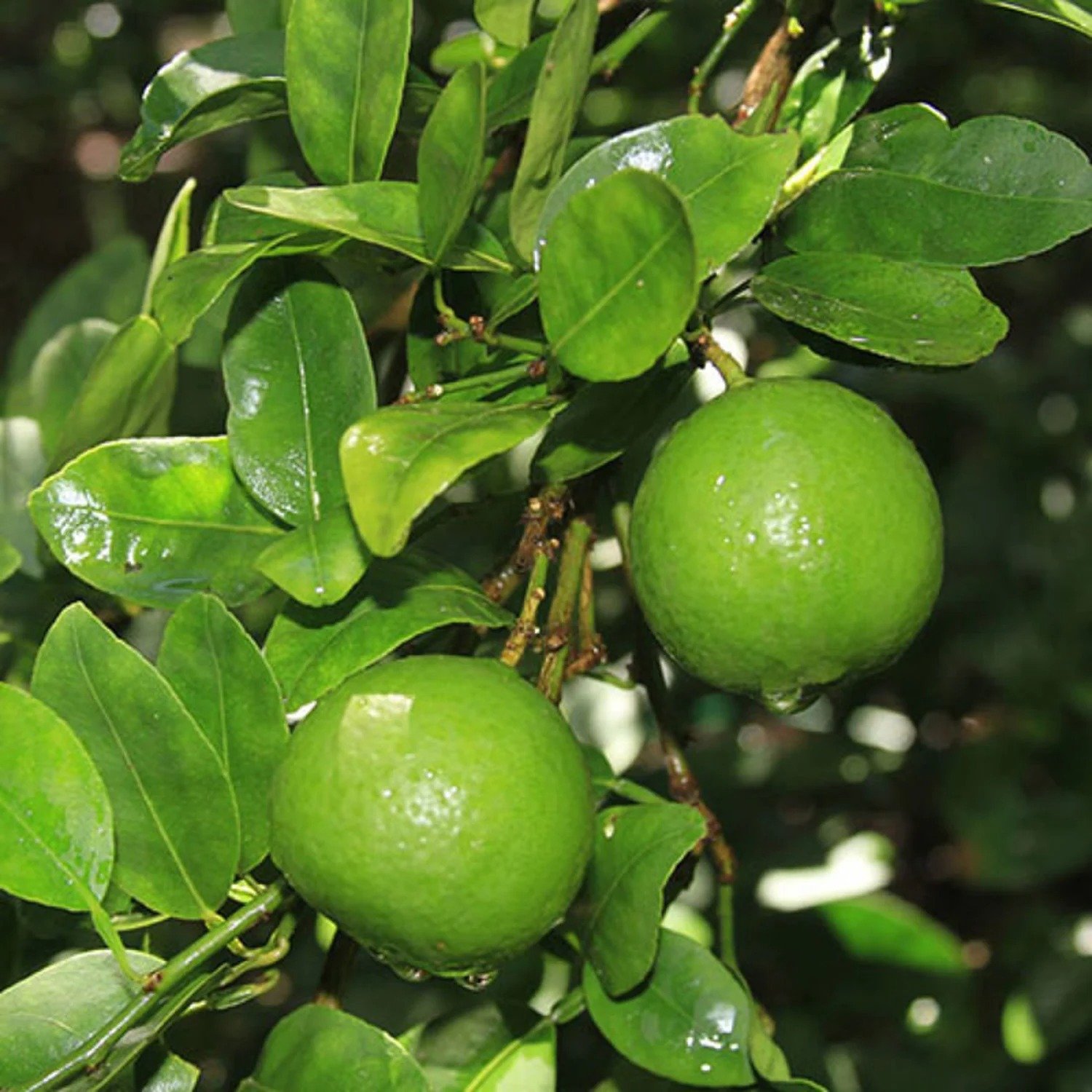 A Mexican Lime tree with lush green leaves and ripe fruit hanging from its branches.


