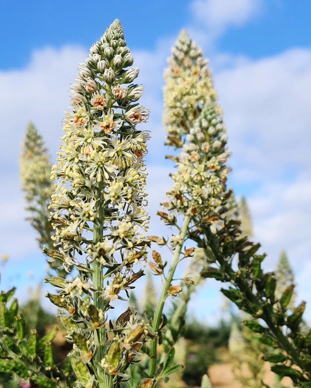 A mignonette plant with delicate white flowers blooming in a field.

