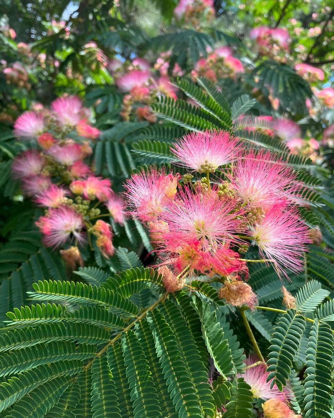 Vibrant Mimosa (Silk Tree) displaying pink blooms and green foliage.