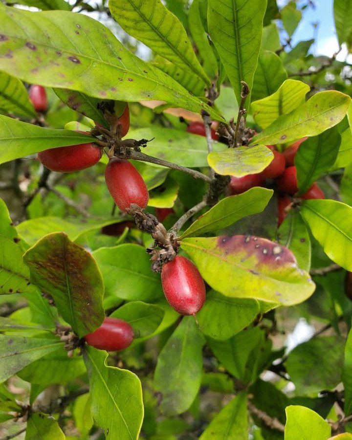 A tree with red fruits known as Miracle Fruit.