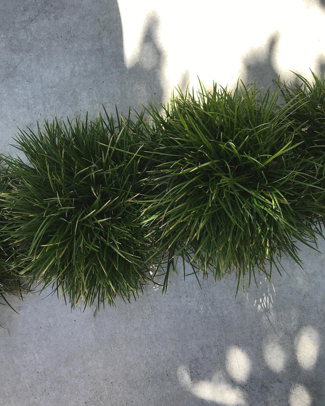  Detailed view of Mondo Grass (Ophiopogon japonicus) on the ground.