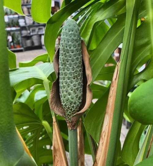 Monstera Deliciosa plant showcasing a large green fruit.