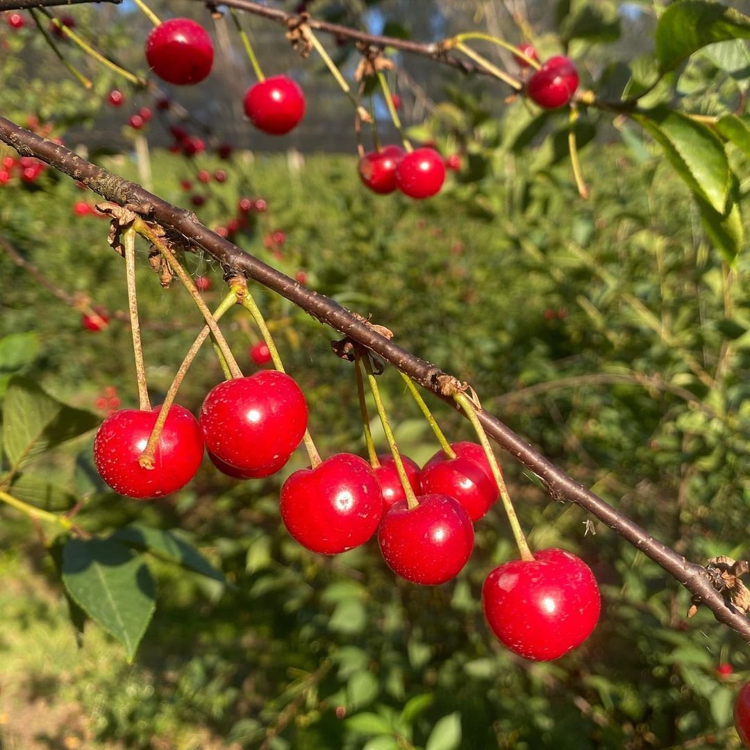 Fresh Morello cherries growing on a tree branch.