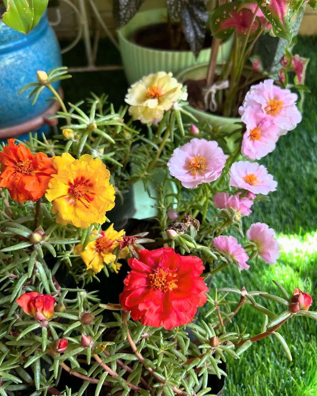 A vibrant potted plant showcasing a variety of colorful flowers, including Moss Rose (Portulaca).

