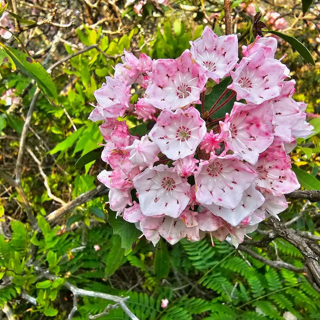 A beautiful pink and white Mountain Laurel flower blossoming in the serene woods.

