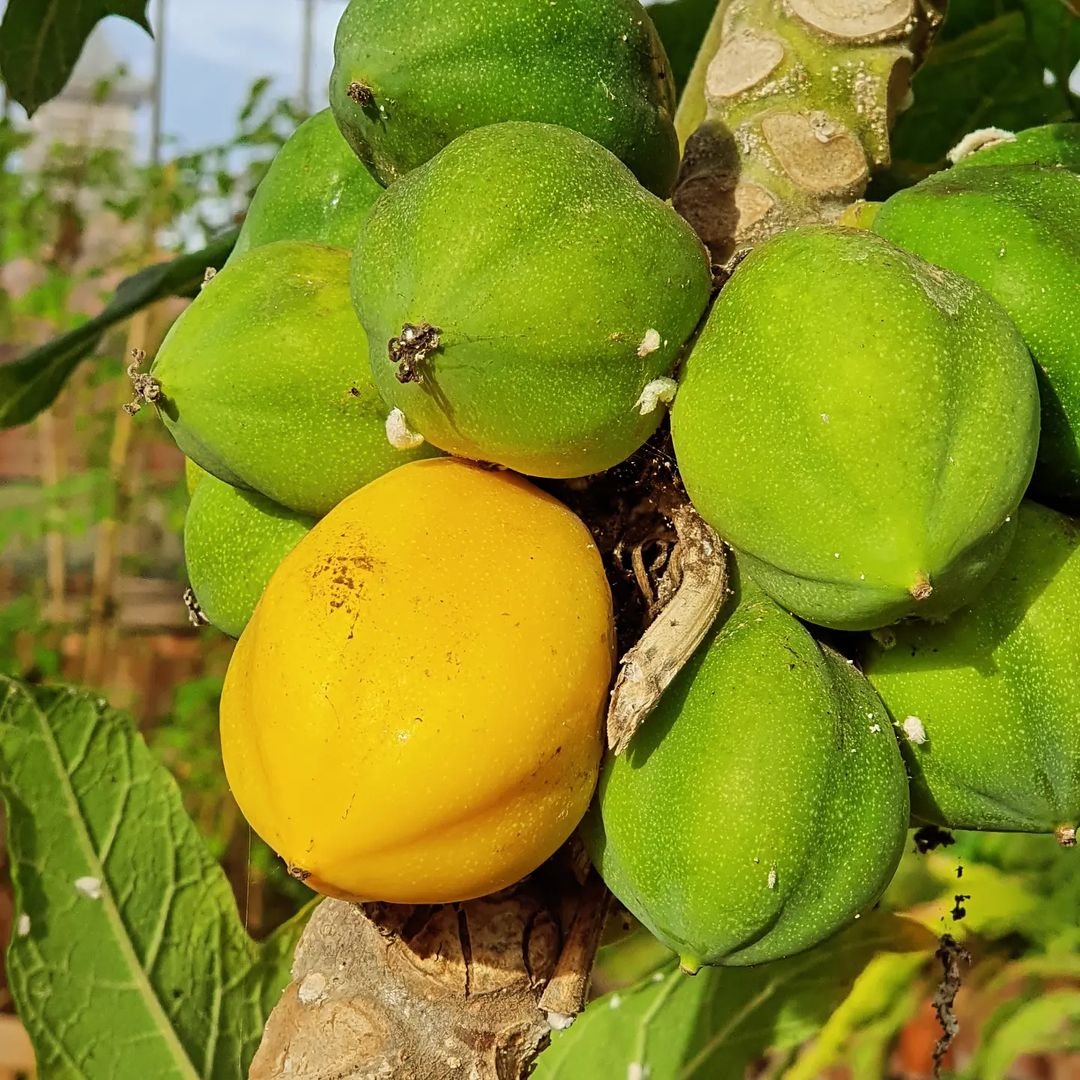 A cluster of ripe, green and yellow Mountain Papaya fruits hanging from a tree