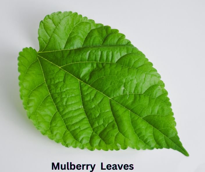 Nutritious mulberry leaves with numerous health benefits, shaped like mulberries.