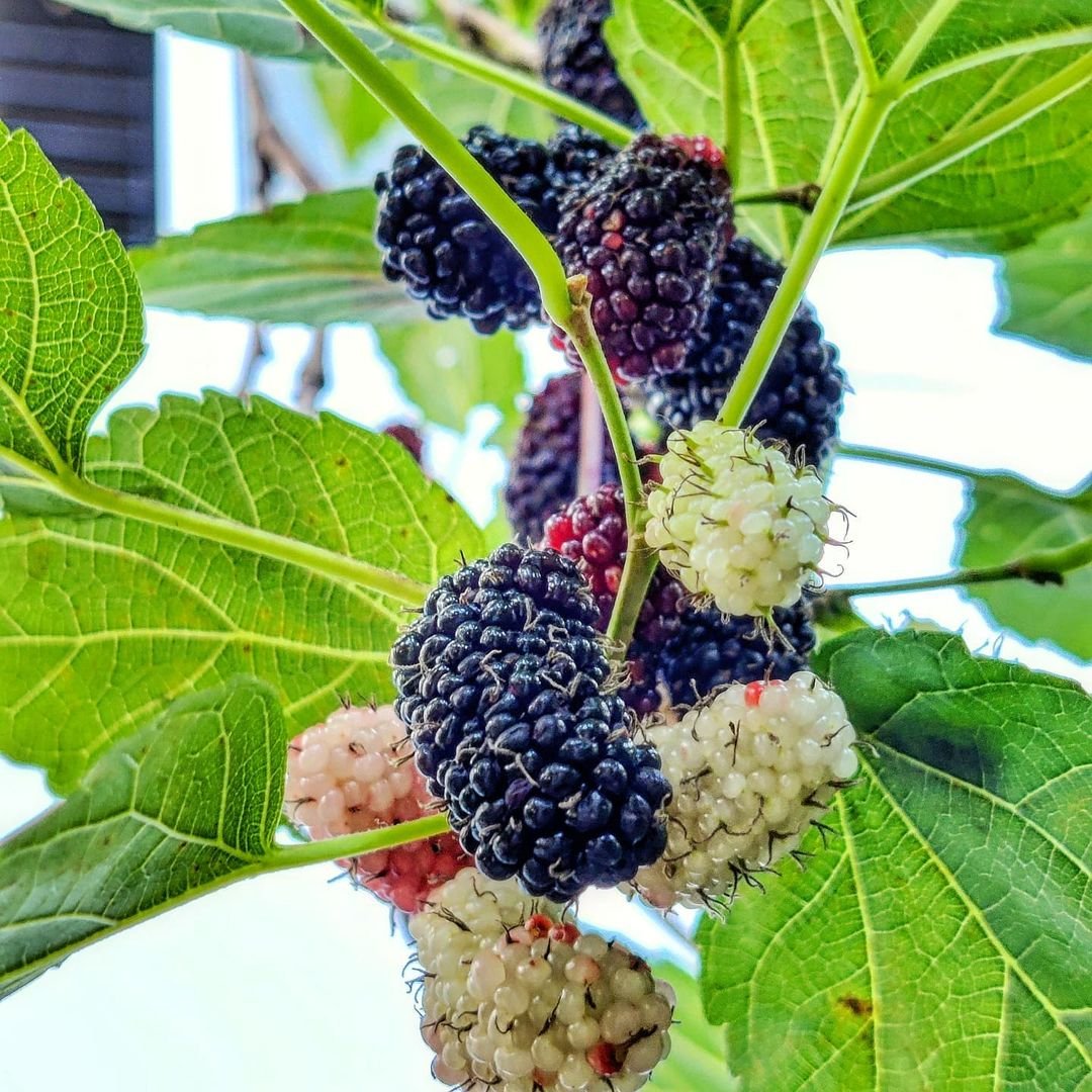 Fresh blackberries growing on a mulberry tree.