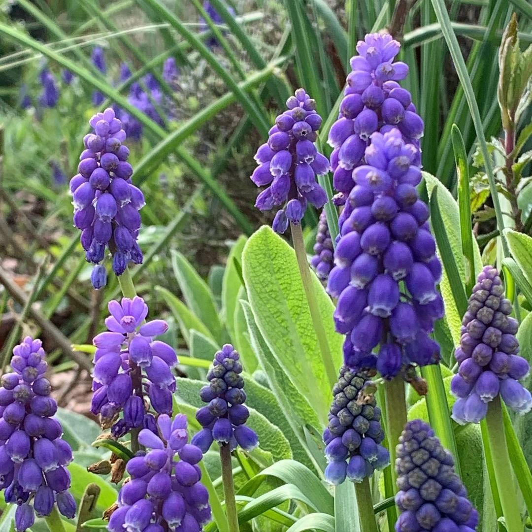  Beautiful purple Muscari (Grape Hyacinth) flowers thriving in a grassy field.